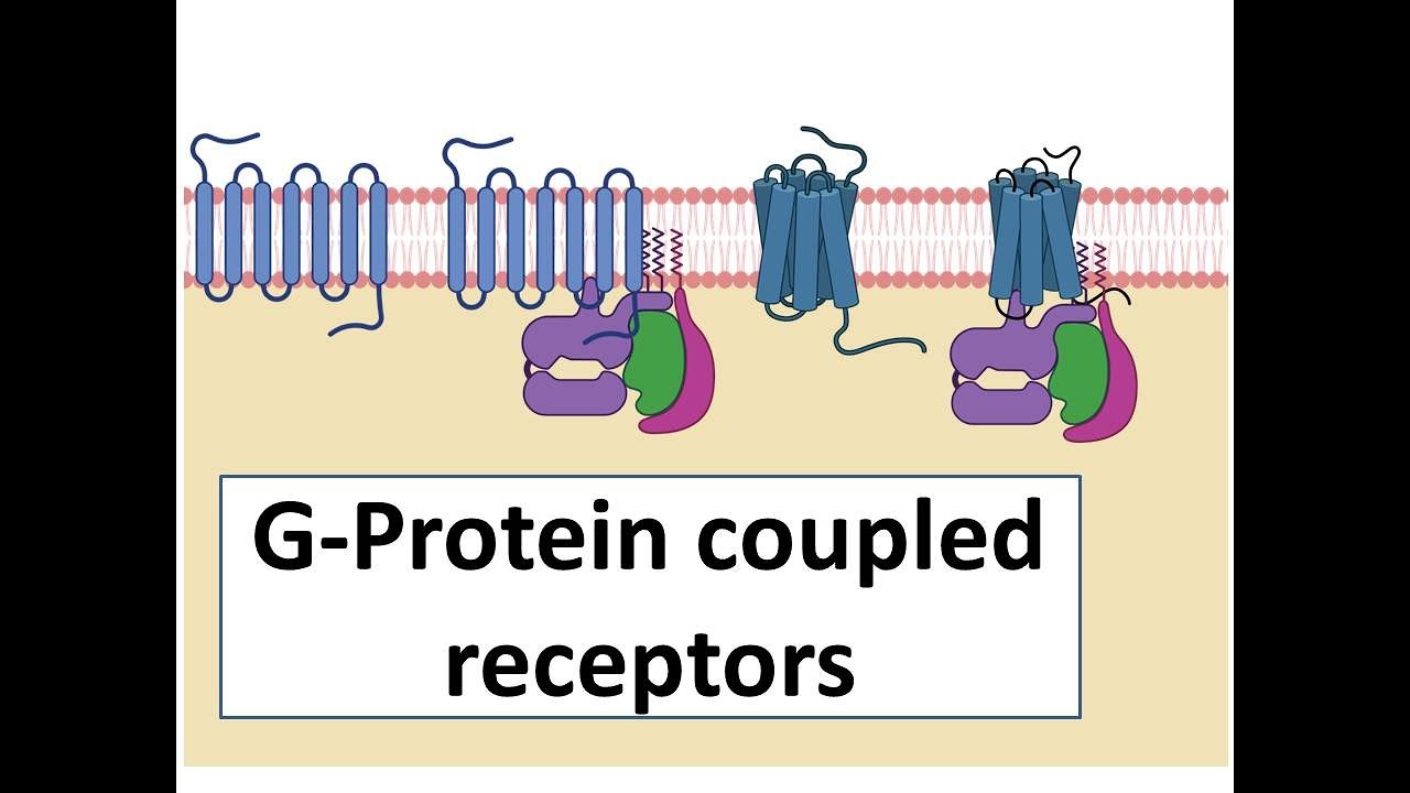 G protein-coupled receptors - An introduction for students