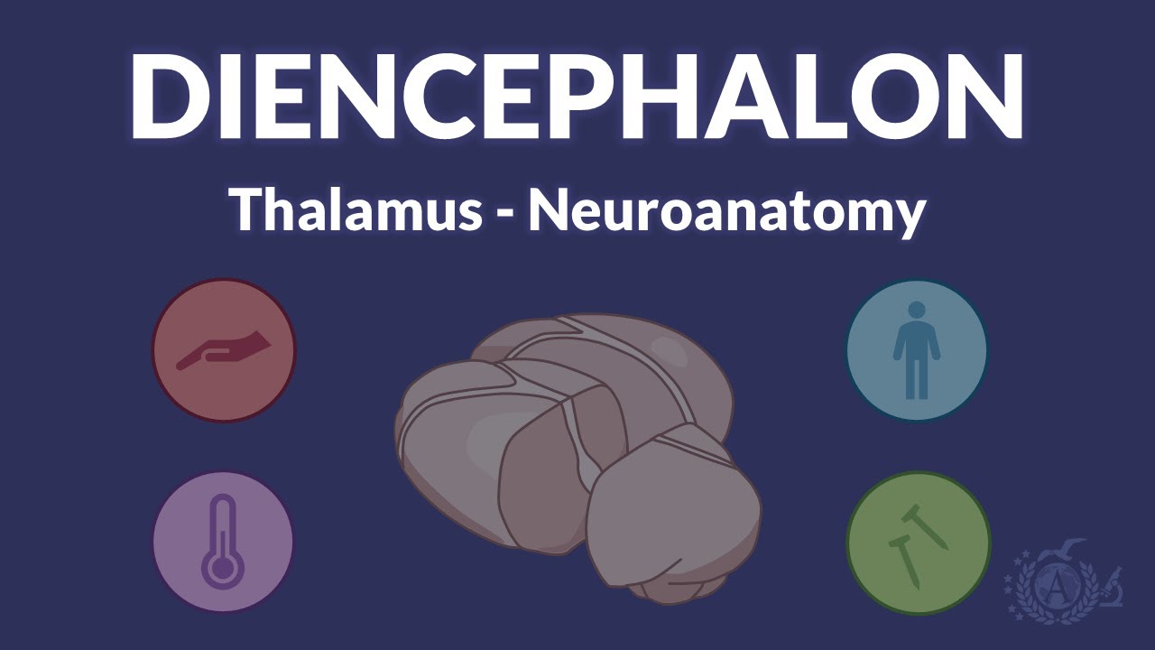 DIENCEPHALON and THALAMUS - Neuroanatomy