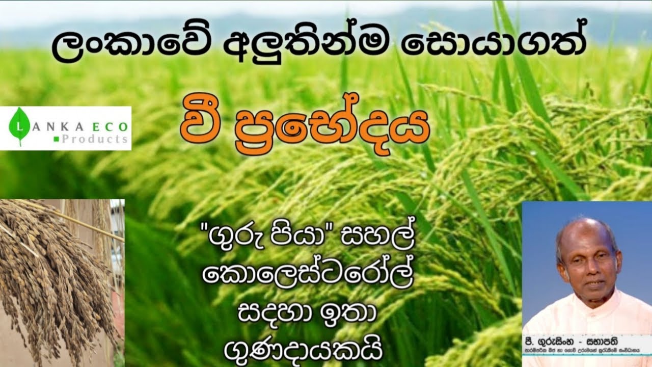 ශ්‍රී ලංකාවෙන් සොයාගත් අලුත්ම වී වර්ගය | Latest Paddy Variety in Sri Lanka | Lanka Eco Products