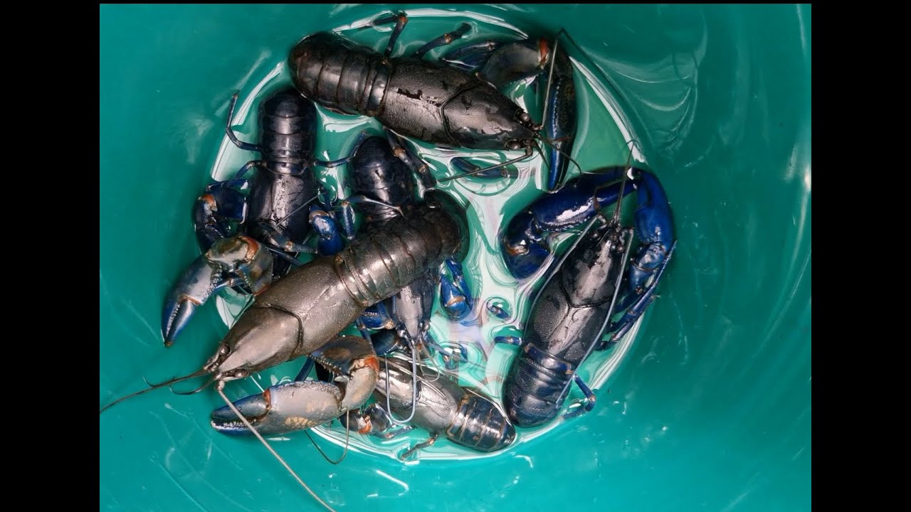 The Truth About Yabbies and Crayfish... Failed Mass Growing and The Next Step