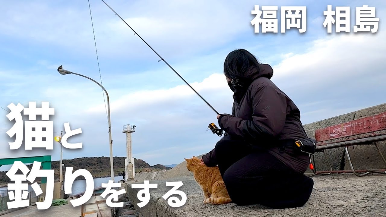【福岡釣り】たくさんの猫が暮らす島で釣り。軽トラ暮らし30代夫婦の釣り車中泊旅