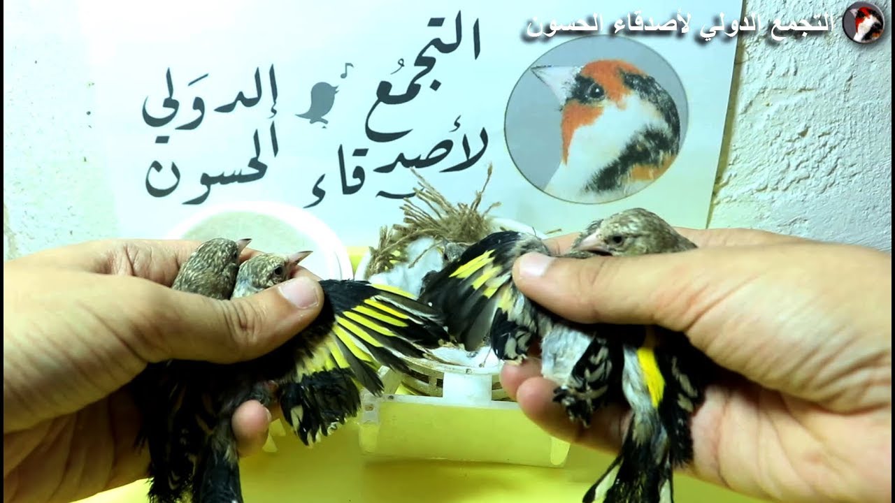 الفرق بين فراخ الحسون المنتجة في الأقفاص و فراخ الحسون البرية !