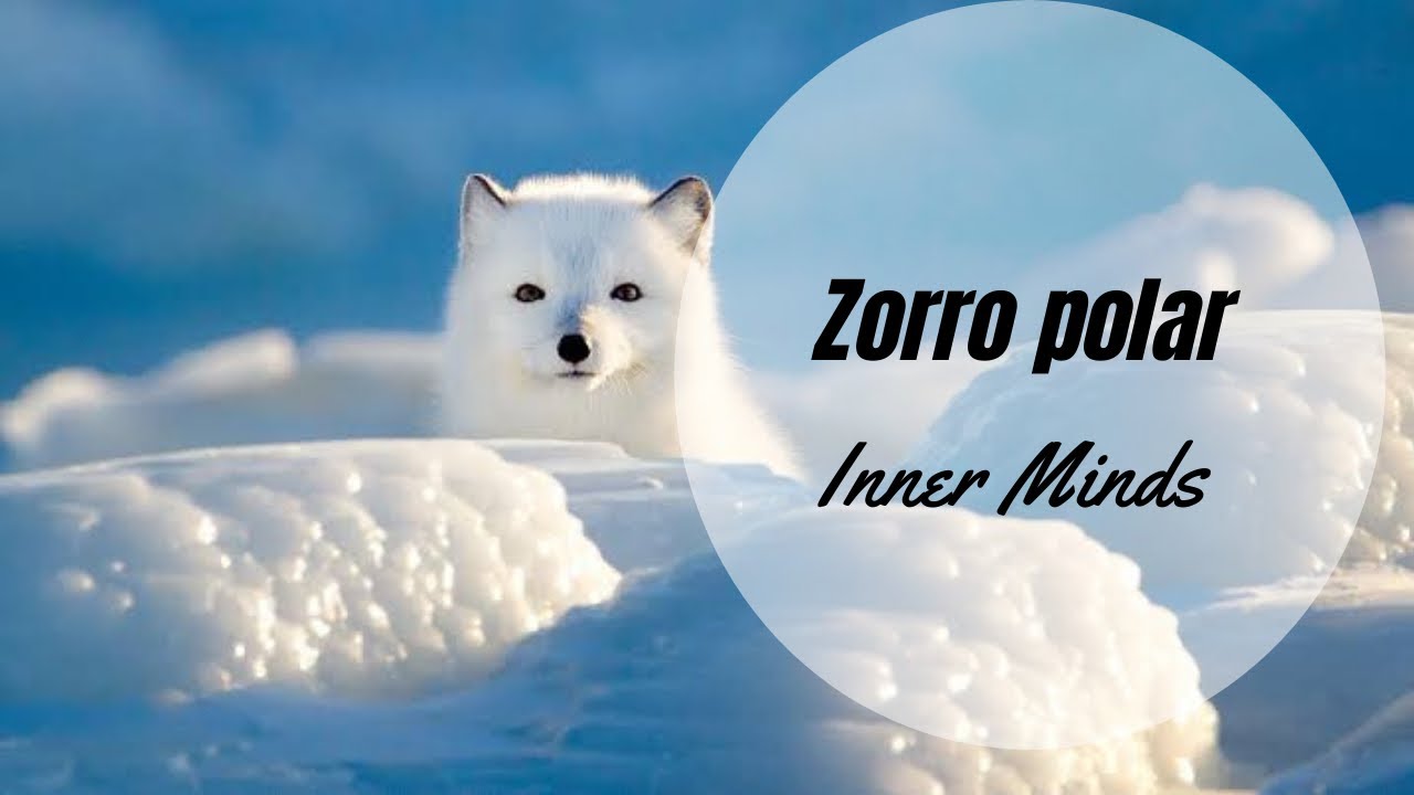 Zorro ártico mini documental