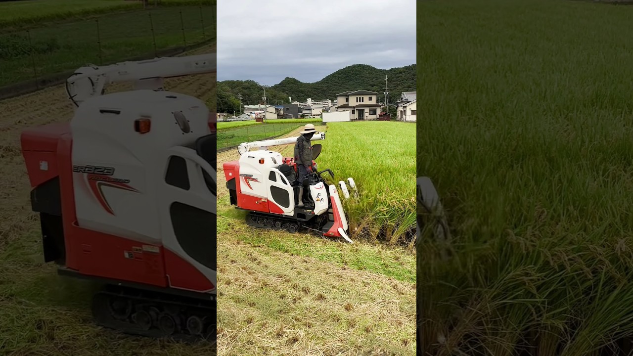 kubota mini harvester for sell 🔥 #shorts #kubota #minicombineharvester