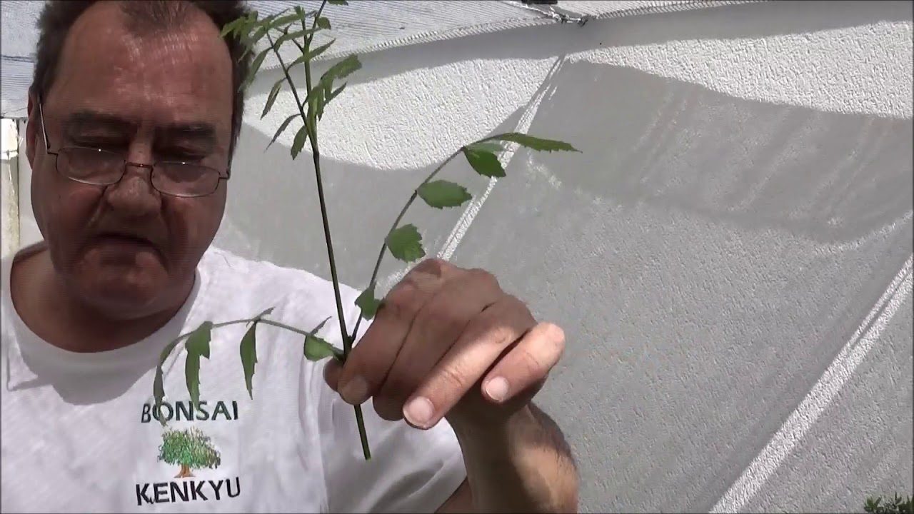 Pinzado de un bonsai Fresno