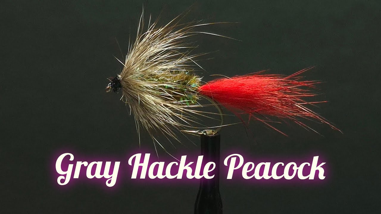 Gray Hackle Peacock a Deadly Pattern!