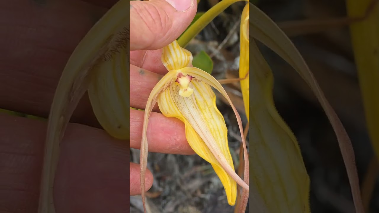 Причудливая кустарниковая растительность Центрального Эквадора