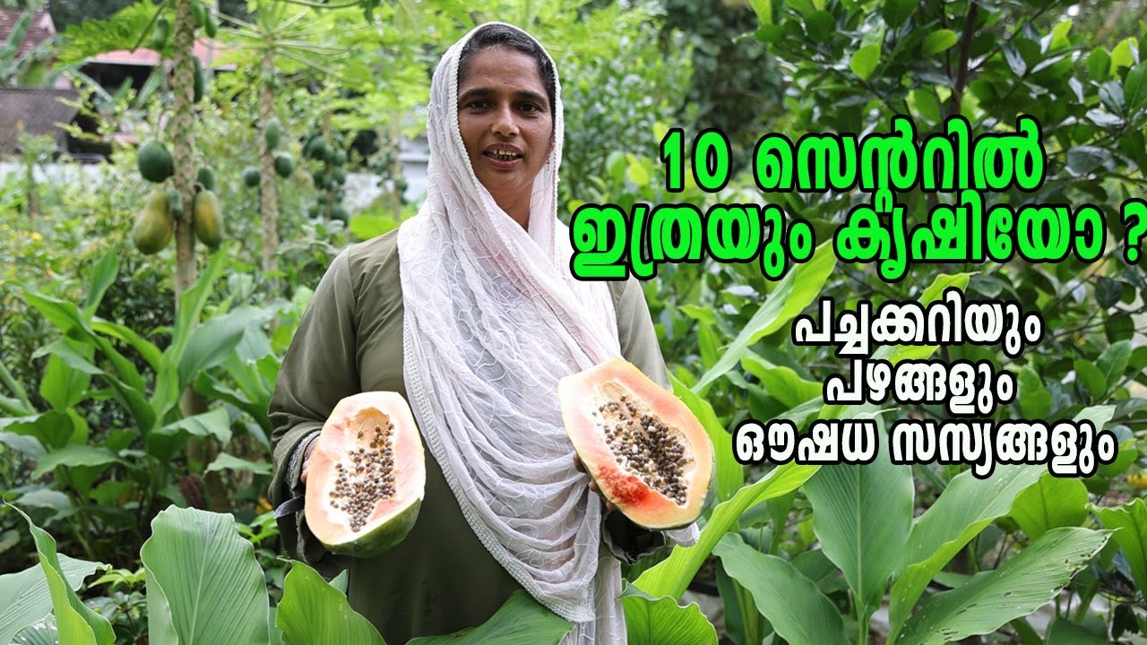 വെറും 10 സെന്റിൽ ഇത്രയും കൃഷിയോ!!! പച്ചക്കറി, പഴങ്ങൾ, ഔഷധസസ്യങ്ങൾ എല്ലാം...