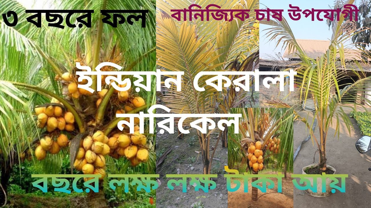 বারোমাসি ইন্ডিয়ান কেরালা নারিকেল গাছ | ৩ বছরে ফল | Commercial Coconut Tree | Humaira Agro Nursery
