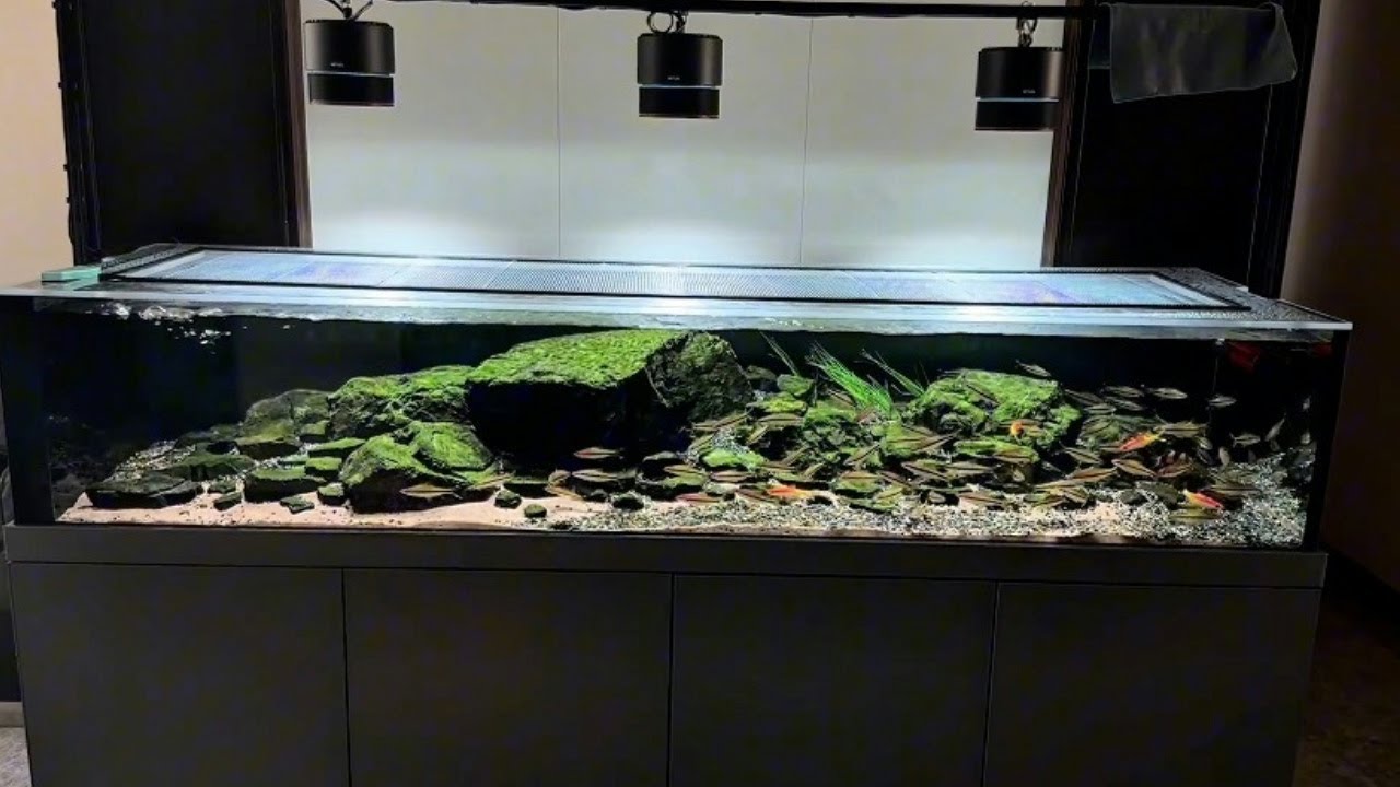 来河北邢台做一个2m的大溪流缸！！ 沉浸式体验我们的上门过程，开缸过程分享给大家！