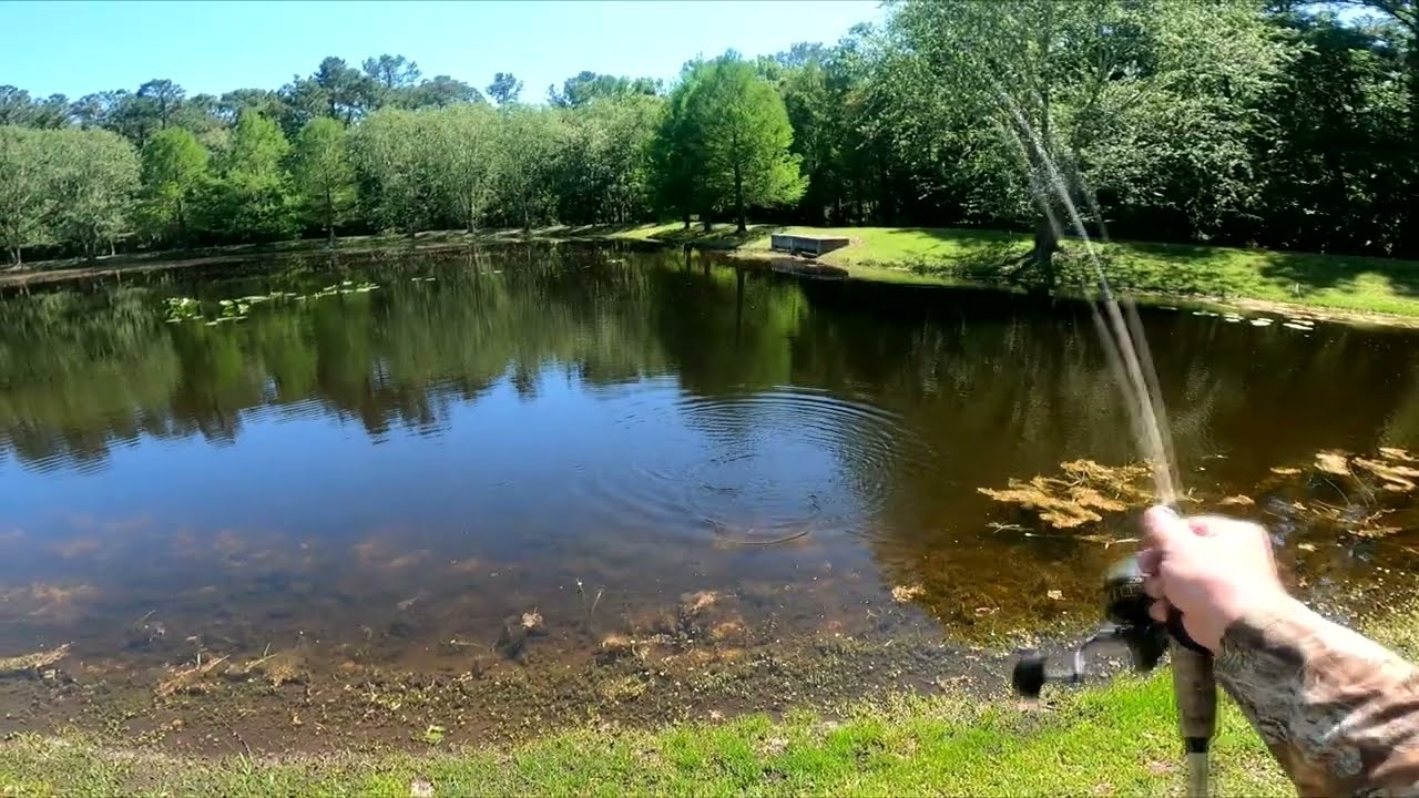 How to catch BASS in over fished ponds! 