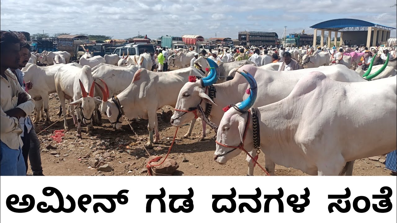 ಅಮೀನ್ ಗಡ ದನಗಳ ಸಂತೆ | AMINGAD CATTLE MARKET | AMINGAD CATTLE MARKET IN KARNATAKA |