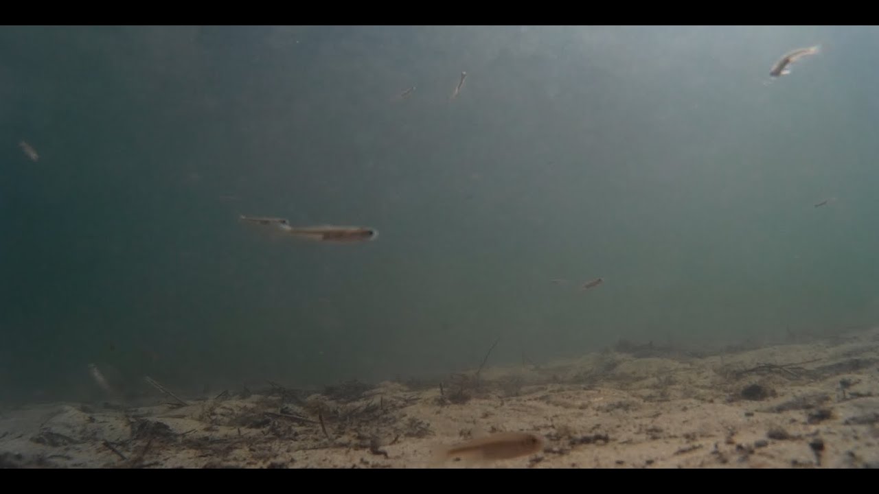 Underwater view of fish swimming in the Sand Pond, near Portola, California