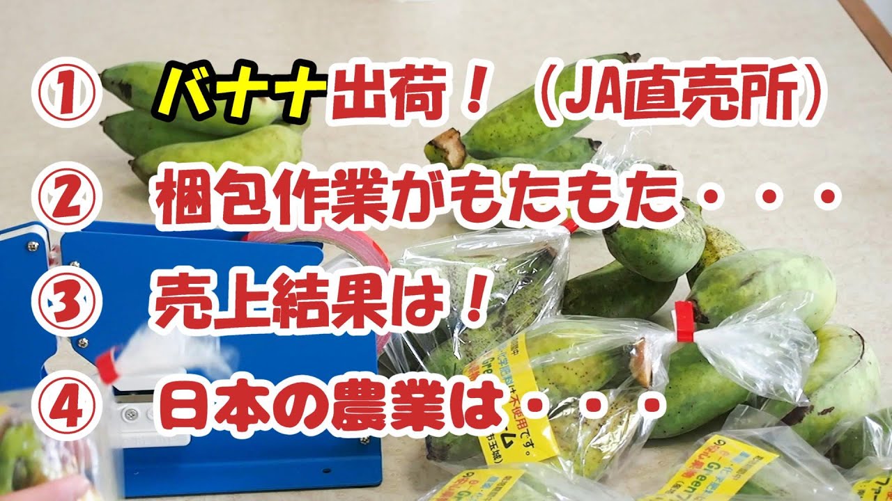 JA直売所にバナナ出荷！売上結果は？
