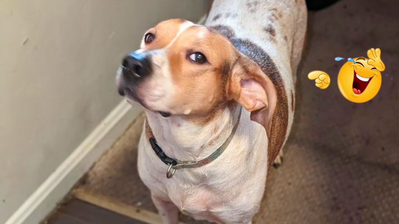These Dog Videos of the Year Will Make You Laugh Way Too Hard 😂🐶