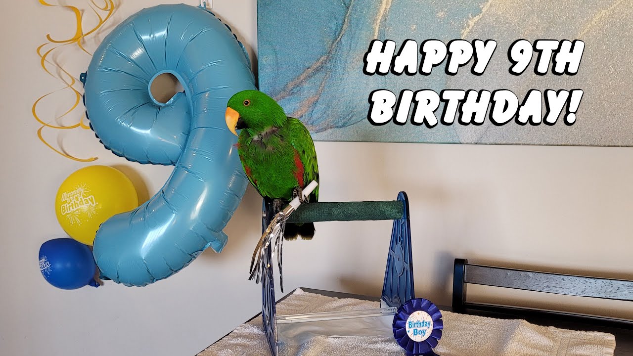 Jasper's 9th Birthday! 🎂🎉 - Jasper the Eclectus Parrot