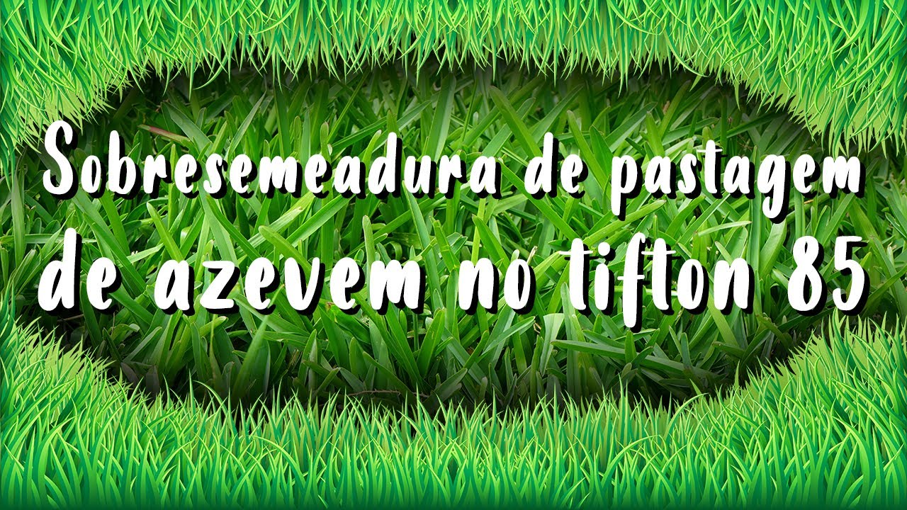 Como fazer Sobresemeadura de pastagem de azevem no tifton 85 (Parte 1).