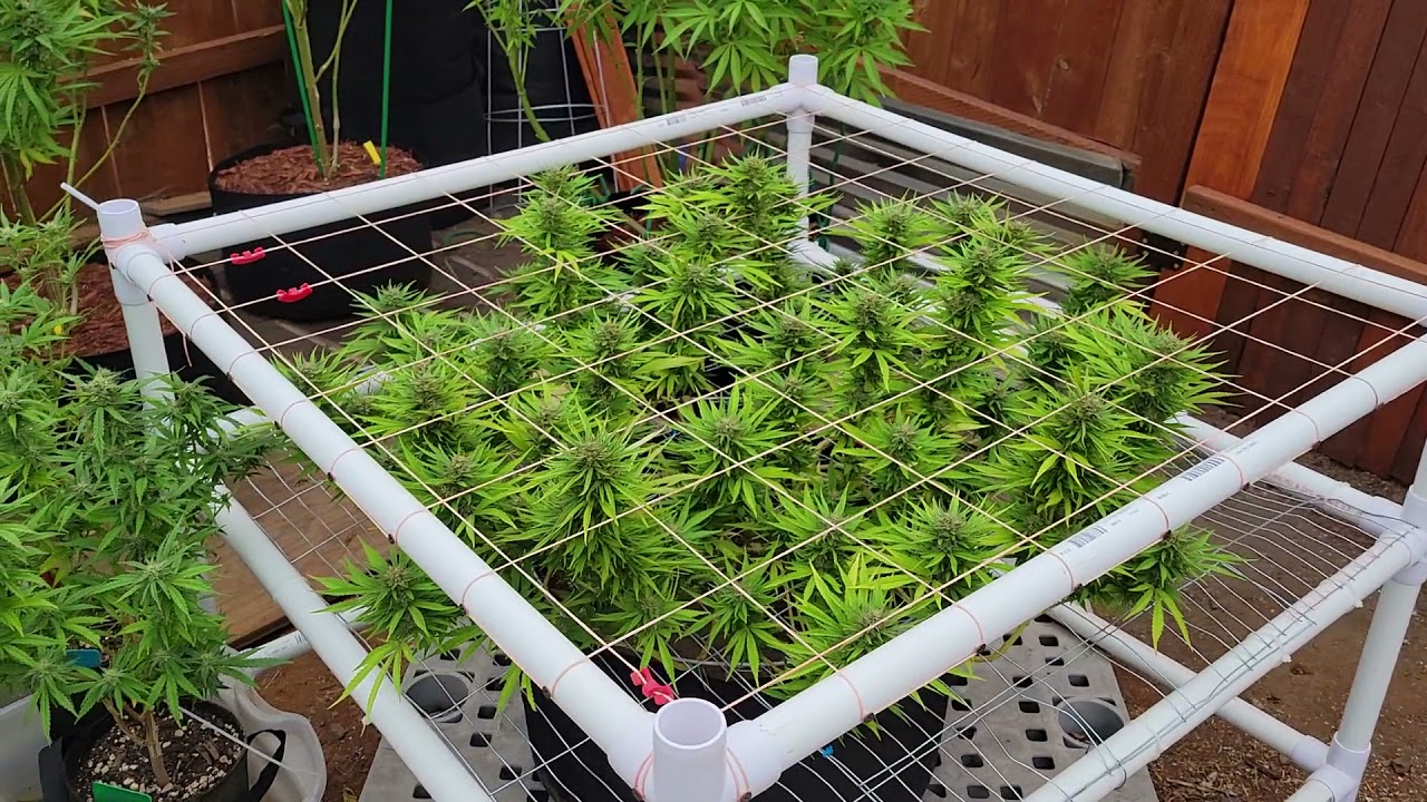 GG4 mainlined and grown outdoor. Week 5 or 6 of flowering.