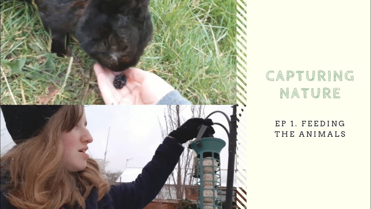 Feeding Animals in the Summer and the Winter | Capturing Nature Series