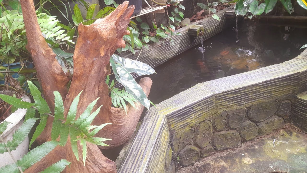 perkembangan ikan gurame silet