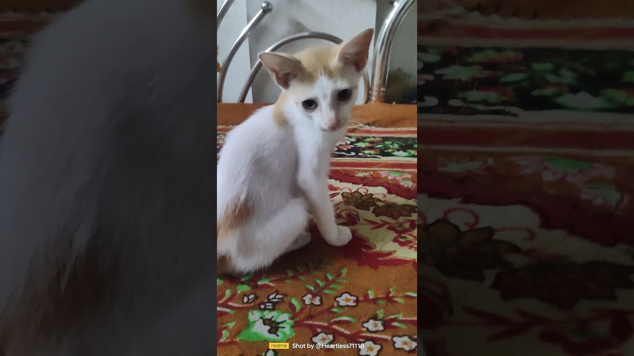 animal sounds | animal trailer |animal well | 