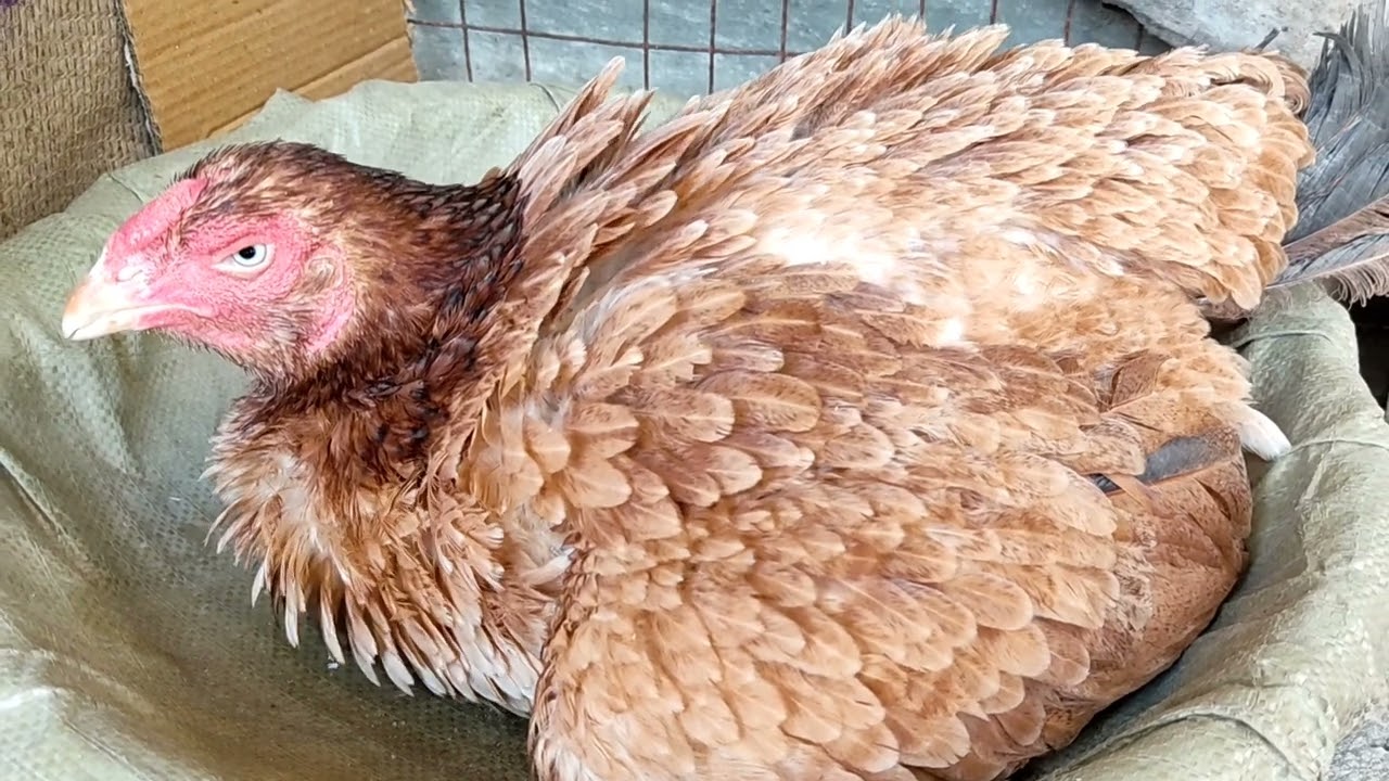 Broody Chicken Hatching Eggs