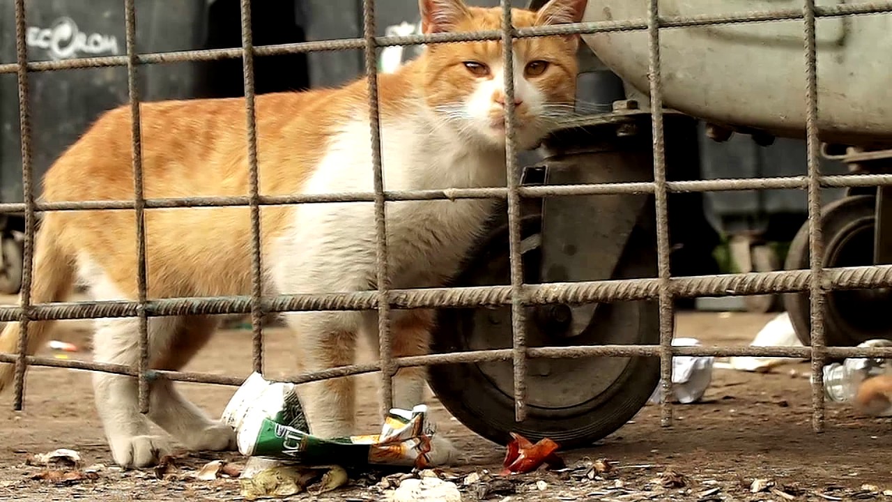 Yehova feat.  Bullet - Scriu ce simt/Spun ce vad (productie gâZă) - 2017 - Cojones Records