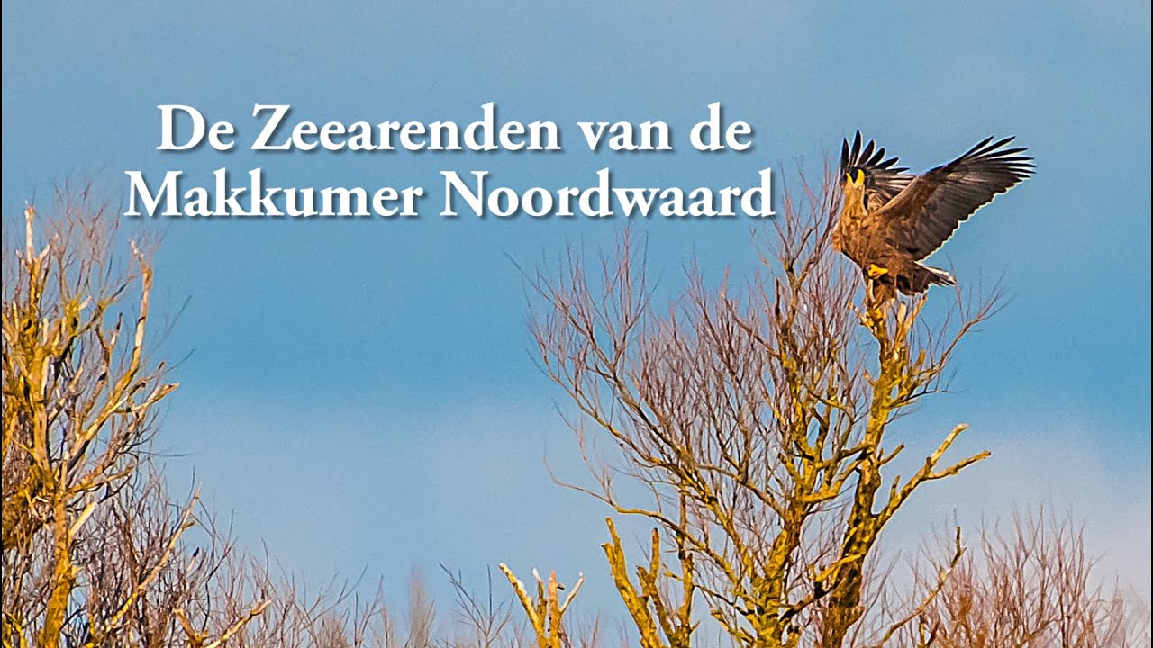 De  Zeearenden van de Makkumer Noordwaard