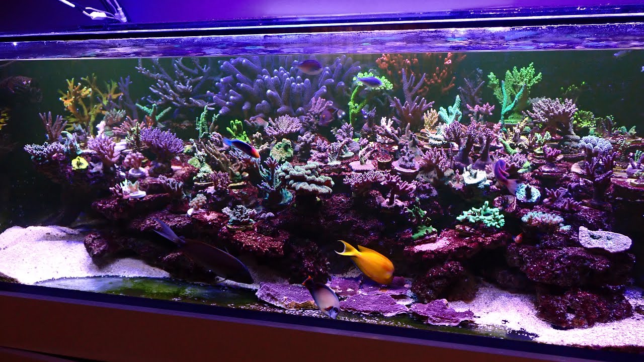 Ceyhun’s Reef Tank Update 05.06.2023