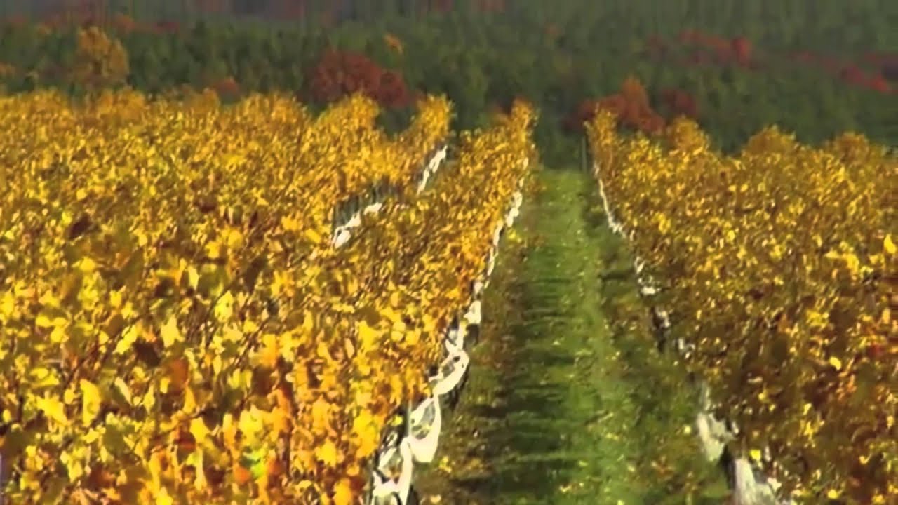 Trump Winery: Charlottesville, Virginia