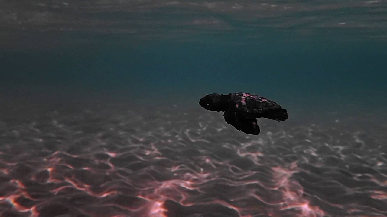 caretta hatchling at NMPZ