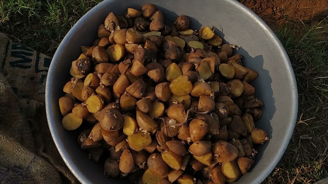 Potato corp farming - how they do it - in Gujarat -  ગુજરાતની બટાકા ની ખેતી