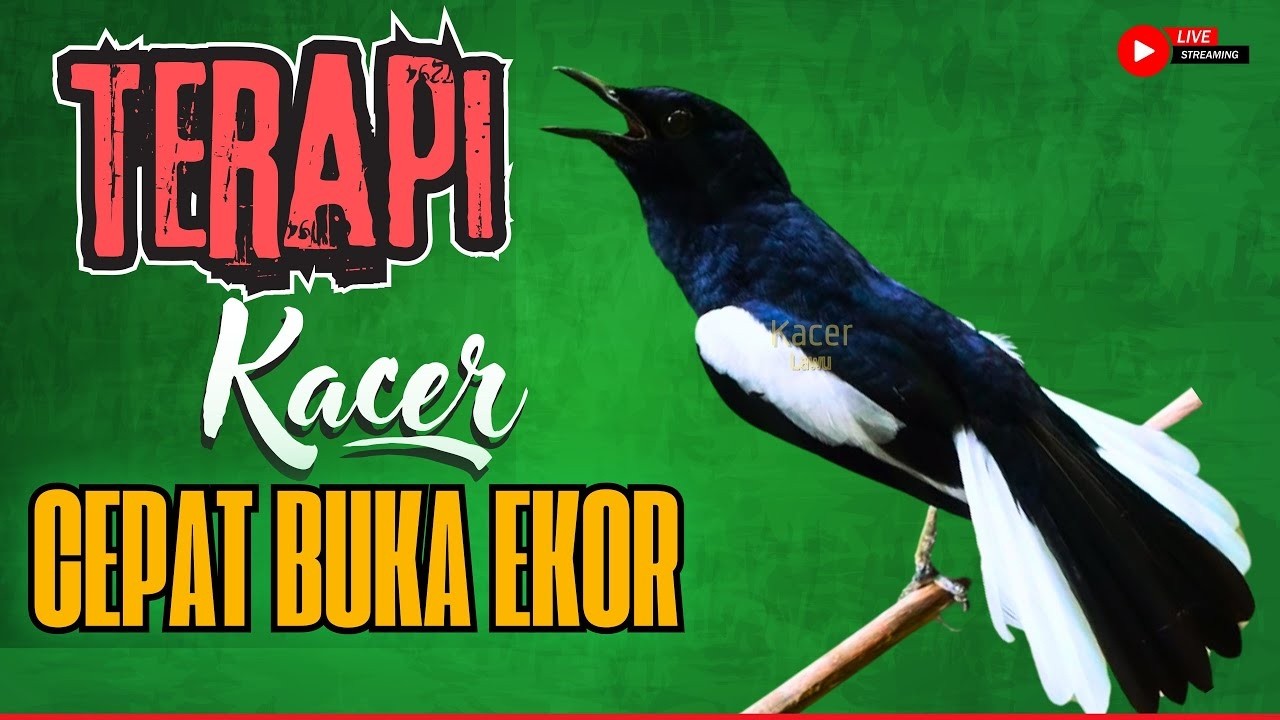 🛑LIVE🎥KACER GACOR KONSLET NGEPLONG🛑 #kacergacor #kacerjuara #kacerbongkarisian