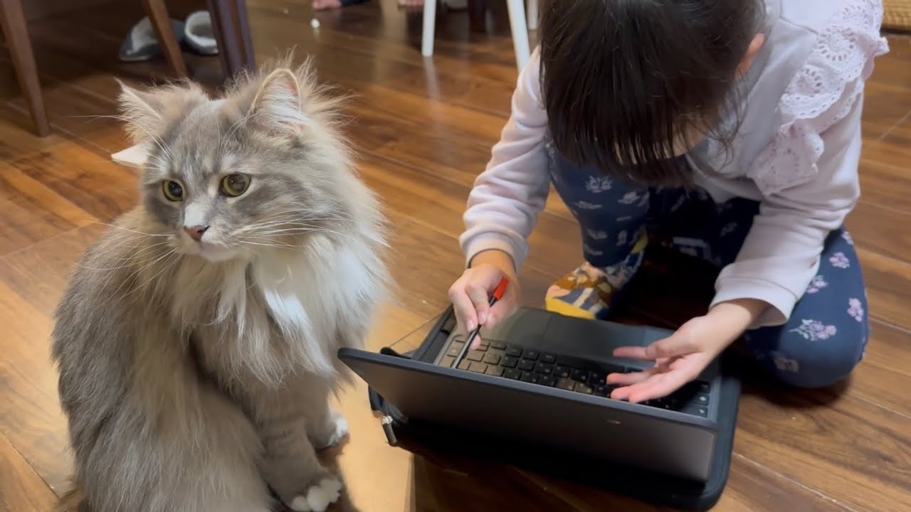 勉強を邪魔したい猫　ラガマフィン　サイベリアンA cat that wants to disturb your studies. Ragamuffin. Siberian