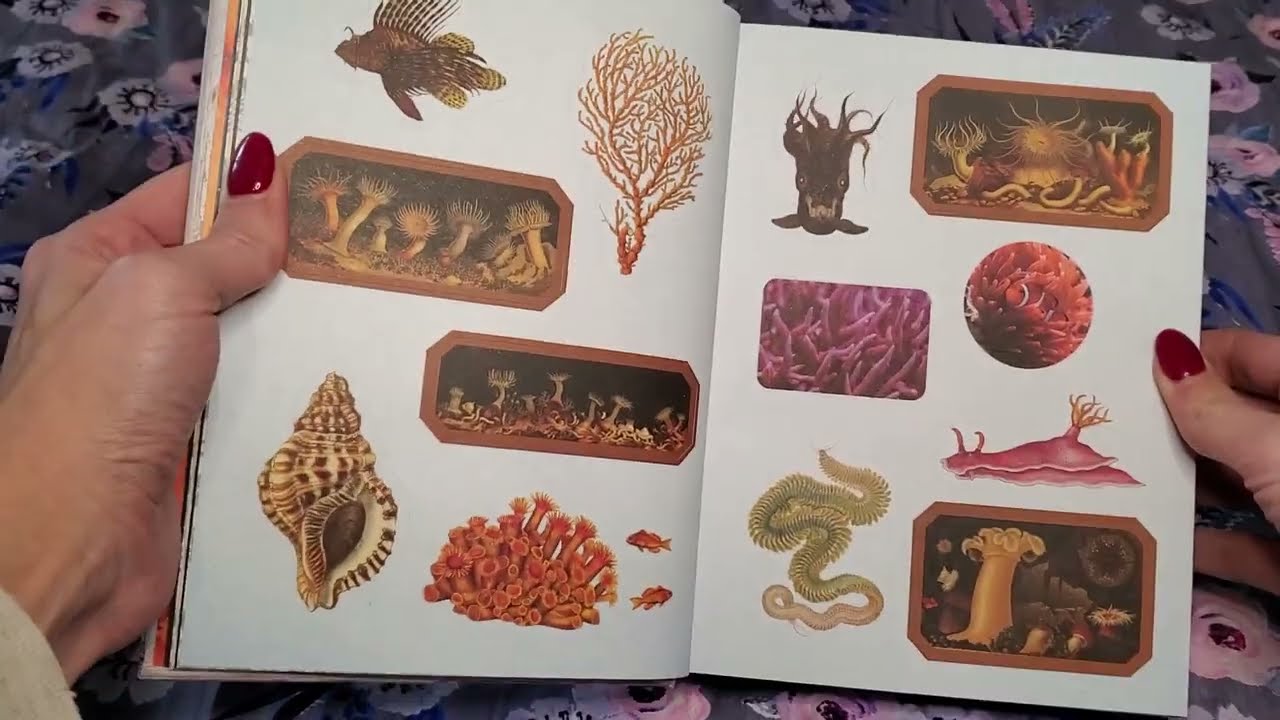 New Sticker Book Cabinet of Curiosities Smithsonian