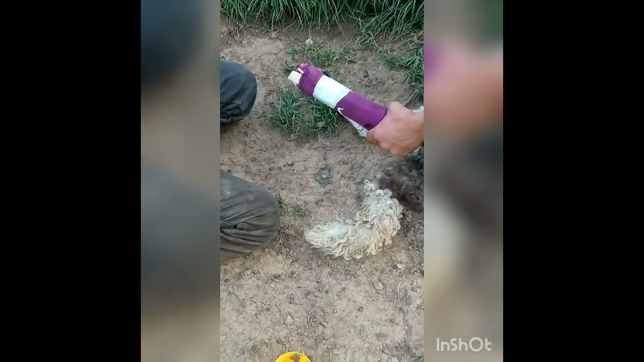 lom noge u janjeta