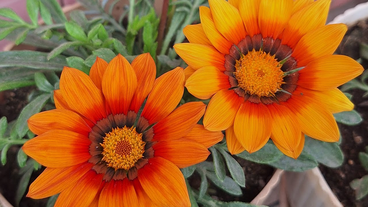 Good afternoon ✔️Plantoholic Lilly  is live