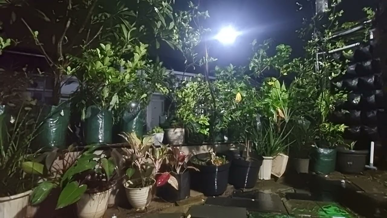 Pengantar tidur suara alam gerimis 