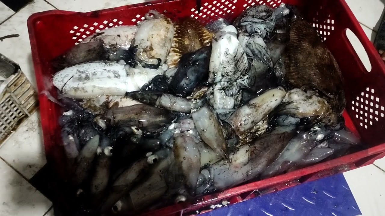 فيديو كيفيه (صيد الكلمار🦑) بالاناره 🌌 فوق العجلة المطاطية جنوب المغرب
