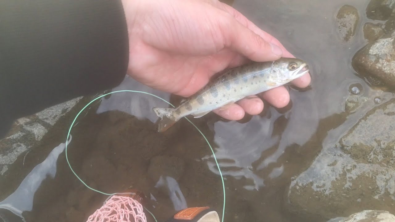 【フライフィッシング】【山梨県】2020 渓流解禁 フライフィッシングで笹子川のヤマメを狙う