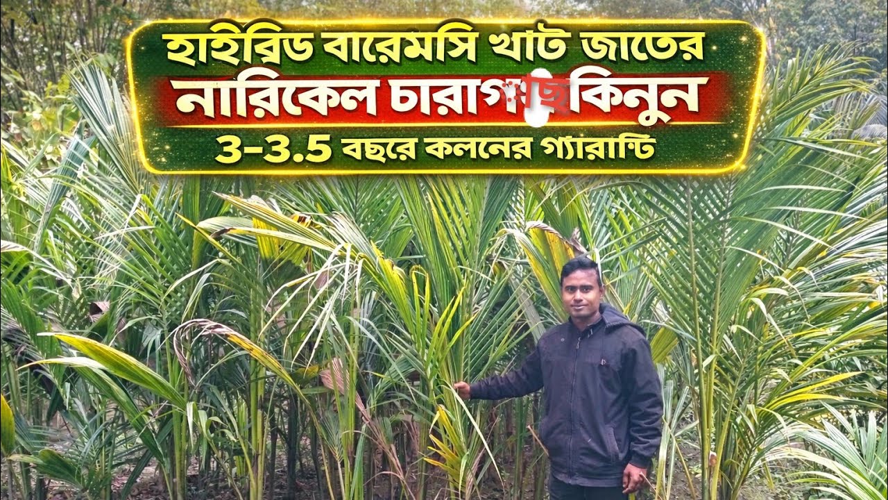 হাইব্রিড বারোমাসি খাটো জাতের নারিকেল চারাগাছ কিনুন ৩-৩.৫ বছরে ফলনের গ্যারান্টি
