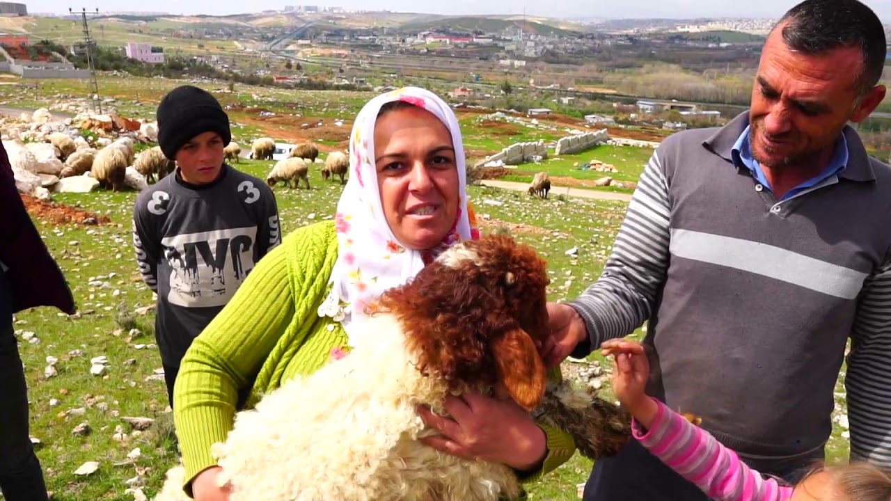 Şahinbey'li 243 İhtiyaç Sahibi Aileye Canlı Hayvan Desteği ( Recep-Semiha/Osmanlı)
