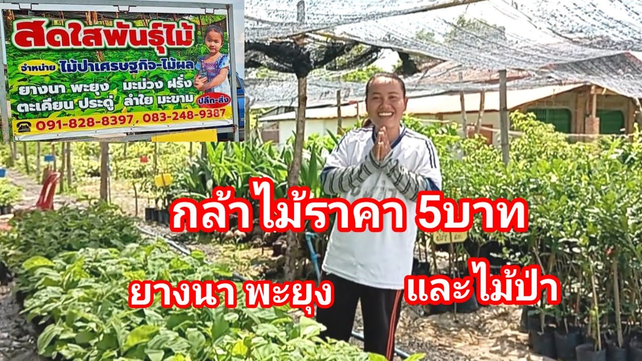 ร้านนี้มีไม้ป่ายางนาราคาถูกมากแค่5บาท มีสักทอง ประดู่ พยุง และไม้ผลราคามิตรภาพ 0918288397 สดใสพันธุ์