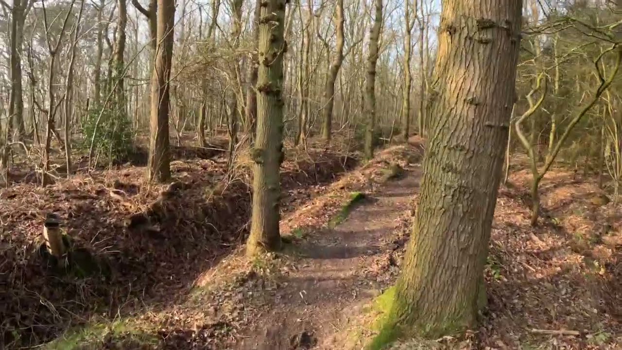 Rijsterbos