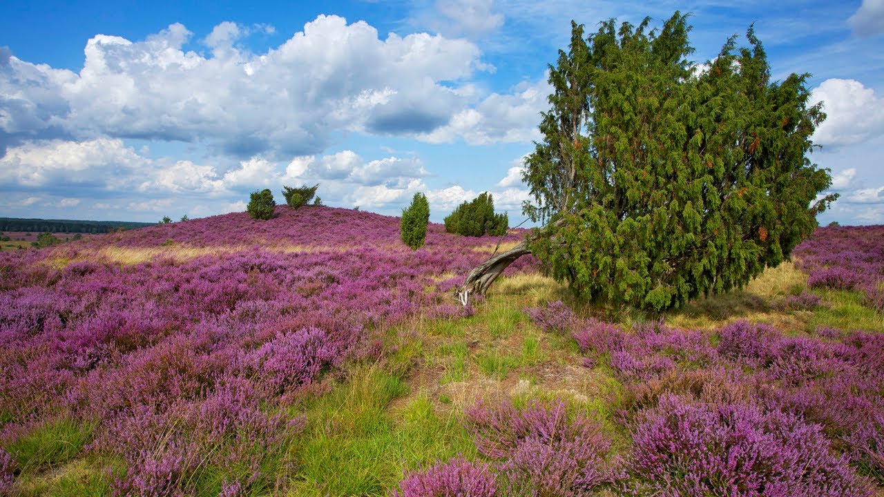 Norddeutsche Landschaften: DIE LÜNEBURGER HEIDE, 