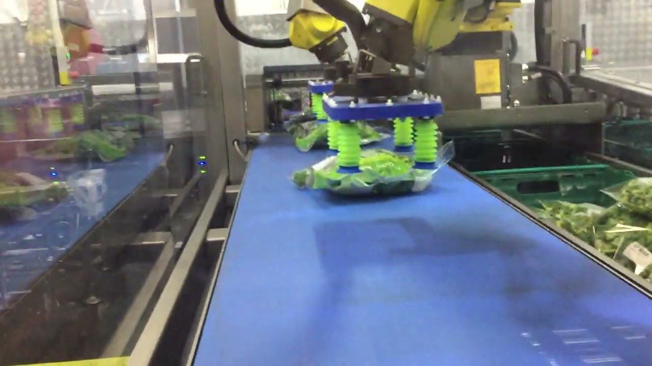 LAN Handling - Vacuum Case Packing -  Leaf Salad Mix