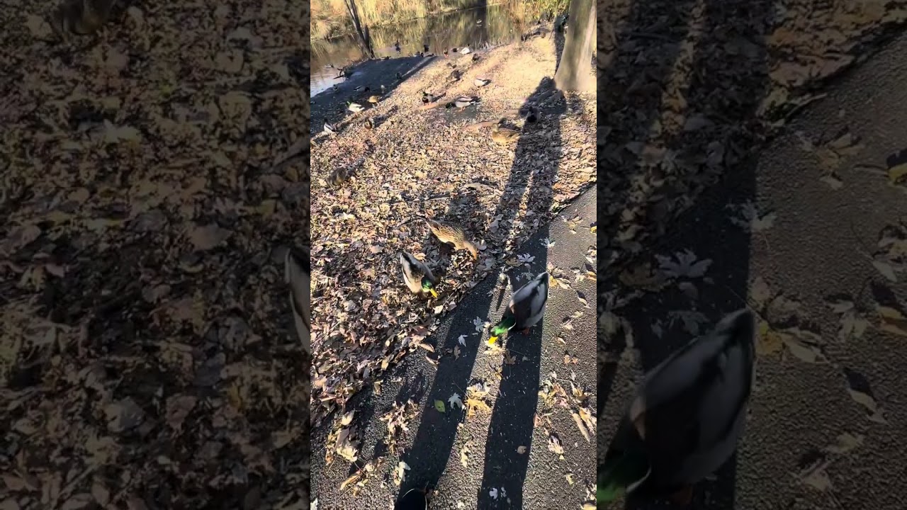 Let’s go for a little walk 