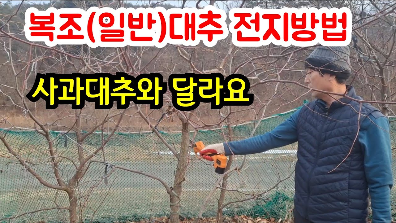 방치된 복조(일반)대추 전지방법 (사과대추와 열매맺는 부위도 다르고, 전지도 달라요) 열매달린 영상제공 #복조대추가지치기