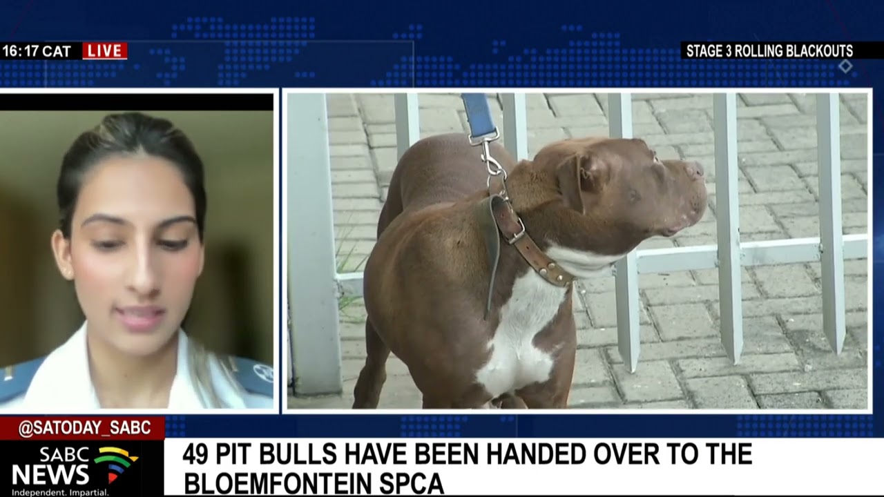 49 Pit bulls have been handed over to the Bloemfontein SPCA: Keshvi Nair