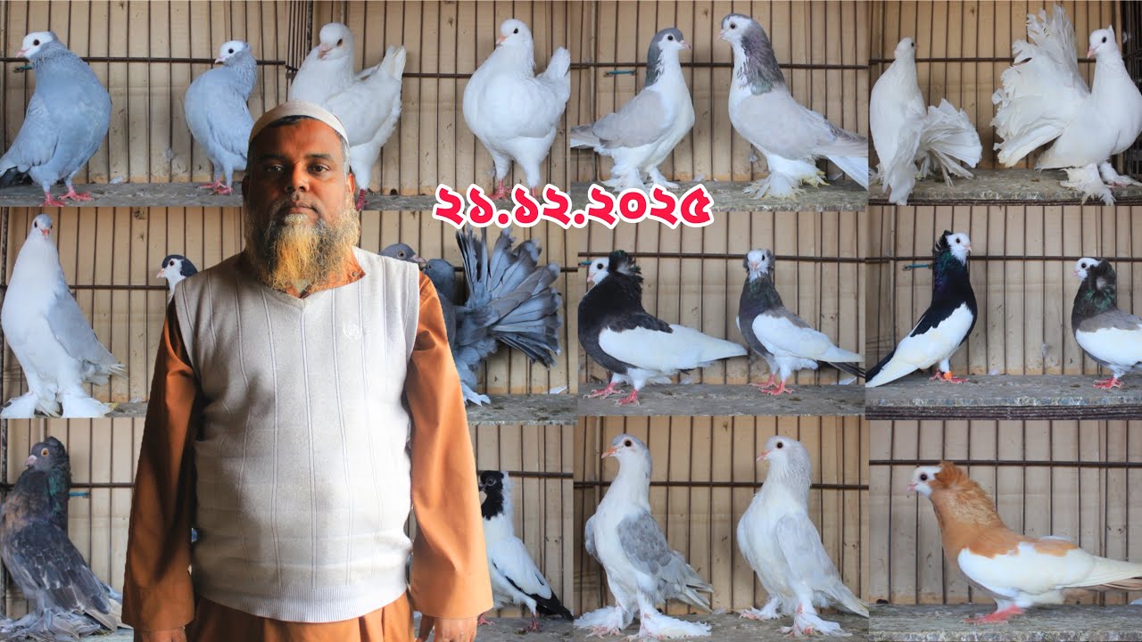 এই শীতের পাগলা অফার।ডিম বাচ্চা সহ কবুতর কিনুন। 